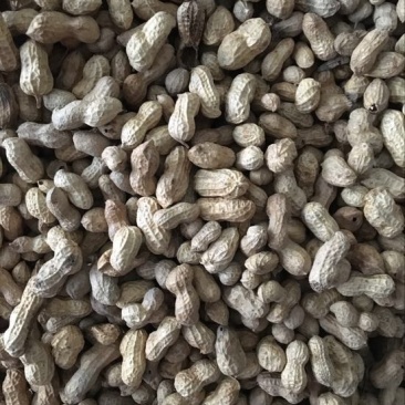 白沙系列