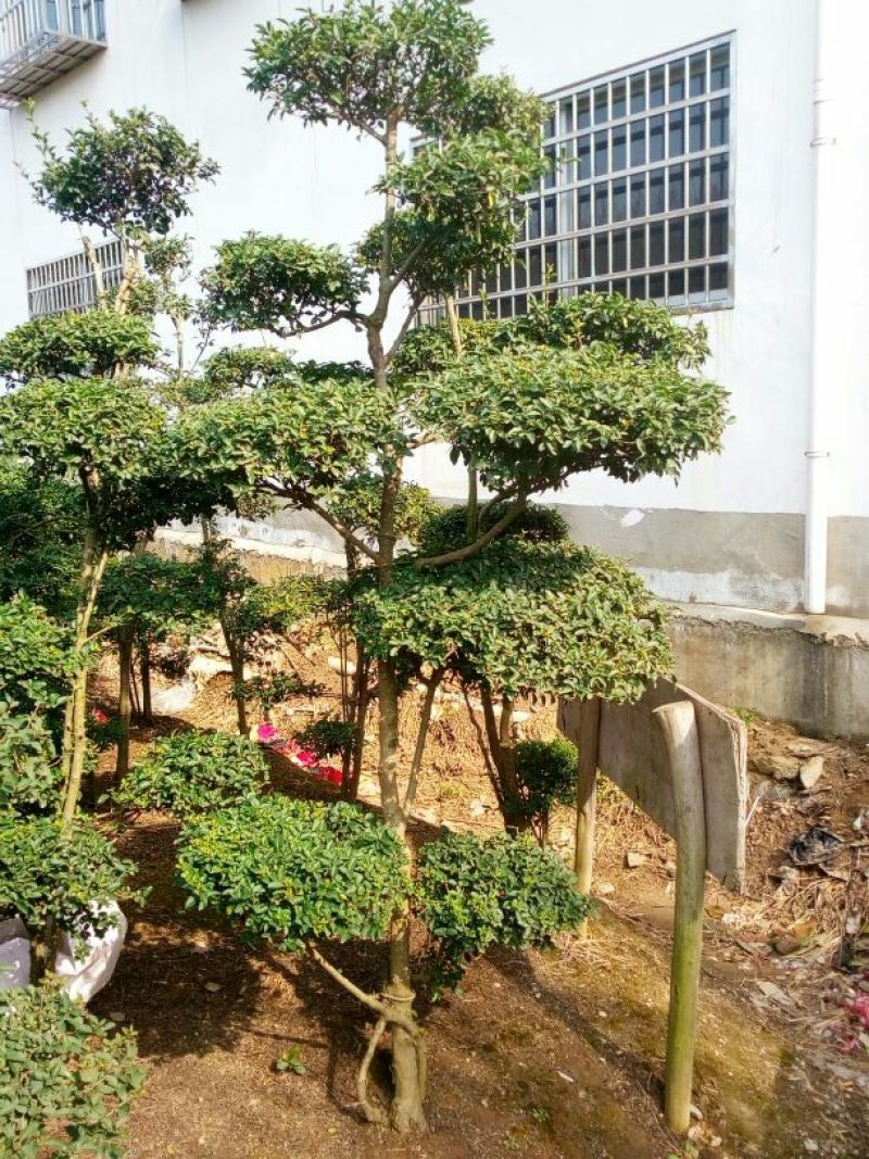 造型松5公分