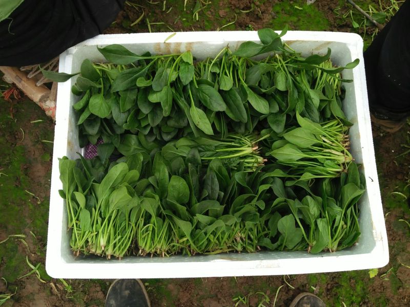 大叶菠菜15~20厘米