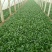 大叶菠菜15~20厘米
