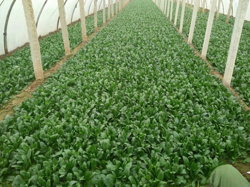 大叶菠菜15~20厘米