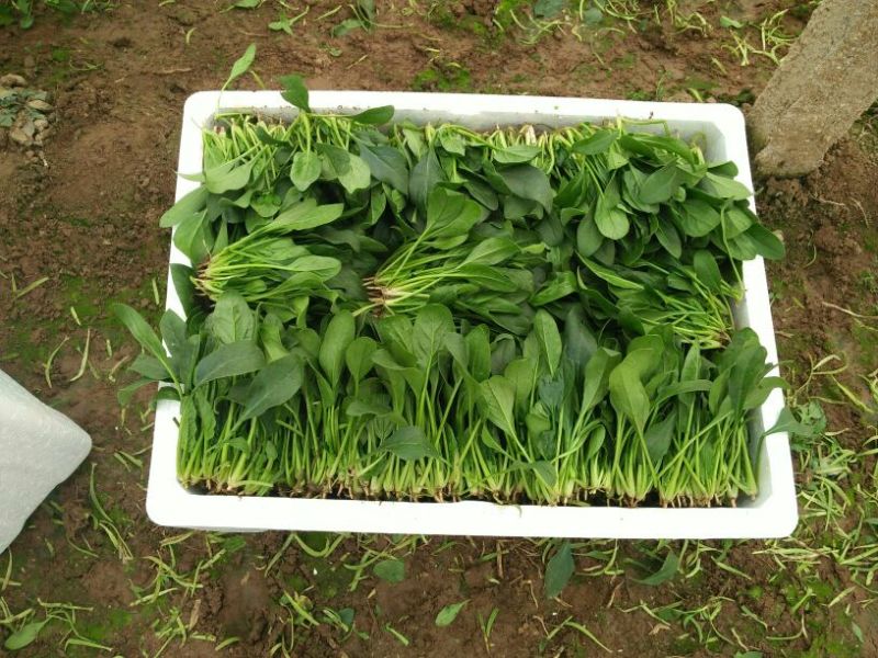 大叶菠菜15~20厘米