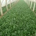 大叶菠菜15~20厘米