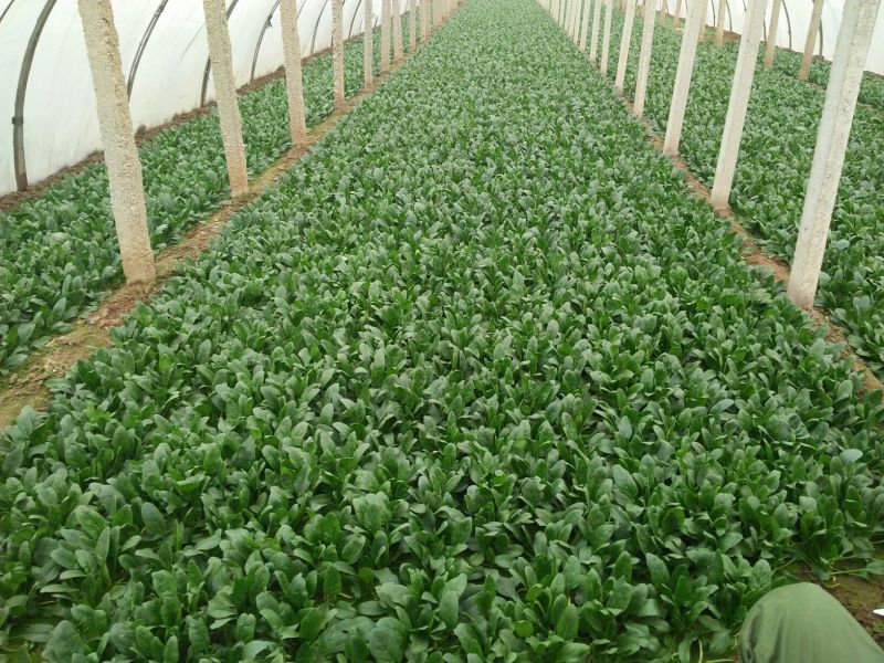大叶菠菜15~20厘米