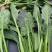 大叶菠菜15~20厘米