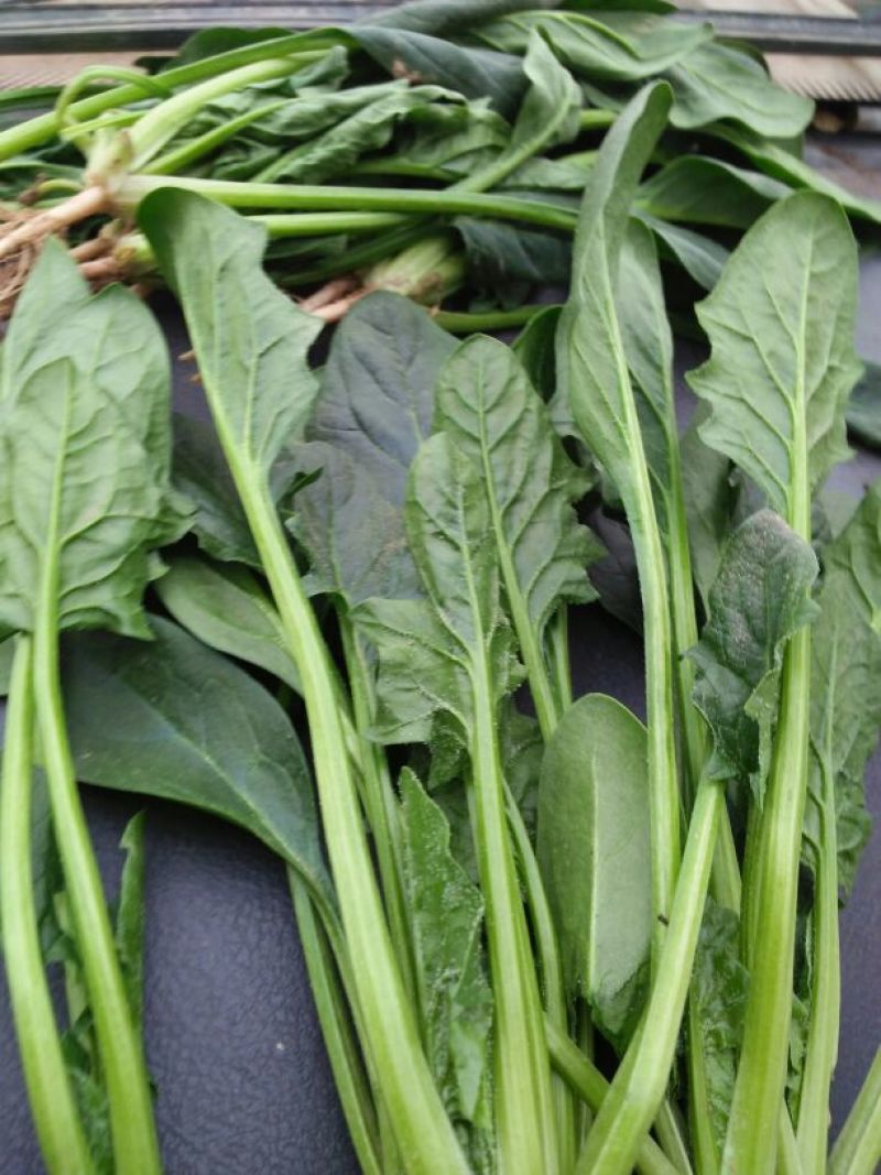 大叶菠菜15~20厘米