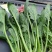 大叶菠菜15~20厘米