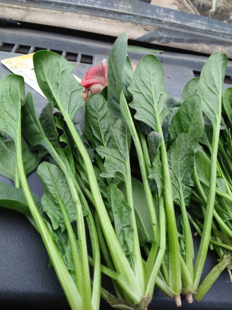 大叶菠菜15~20厘米