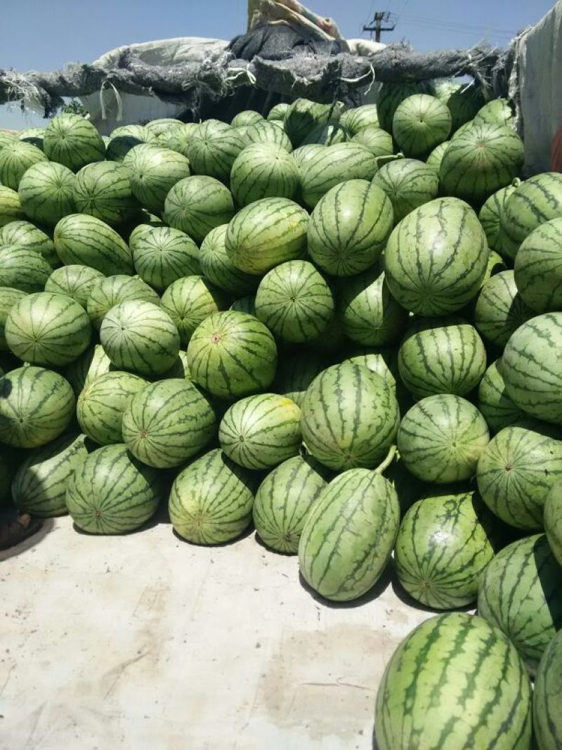 早春红玉西瓜大量上市熟度高口感好地头装瓜质量有保证
