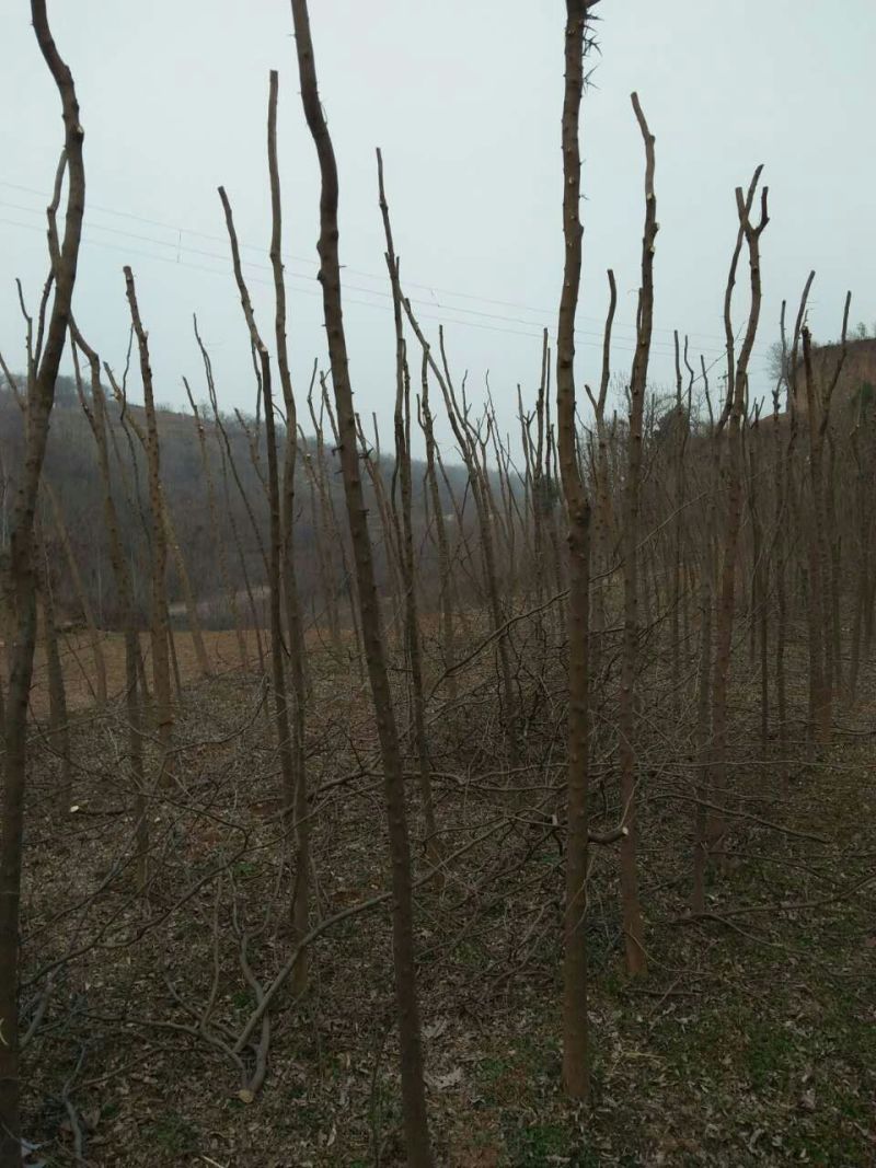 皂角树苗80~100cm