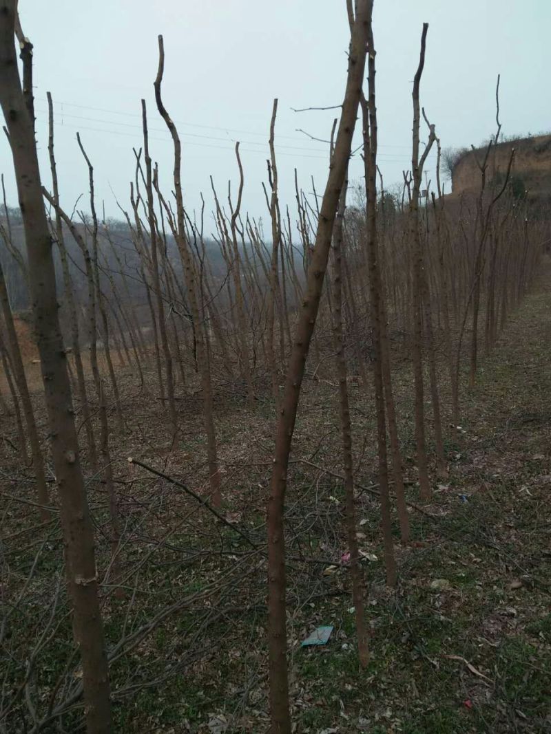 皂角树苗80~100cm