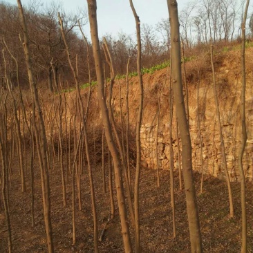 皂角树苗80~100cm