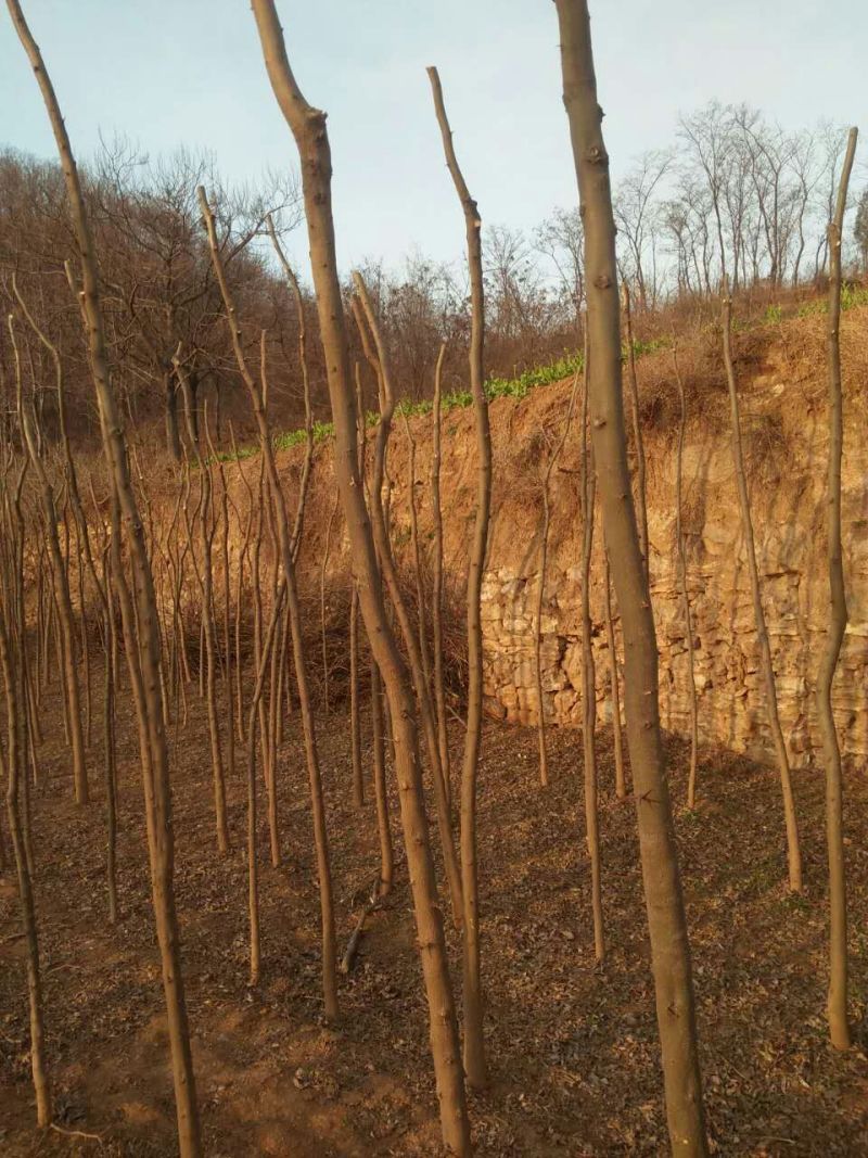 皂角树苗80~100cm
