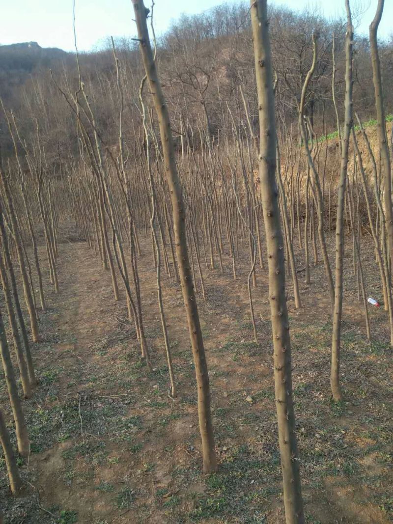 皂角树苗80~100cm