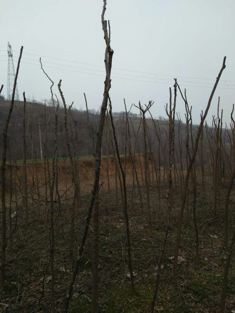 皂角树苗80~100cm