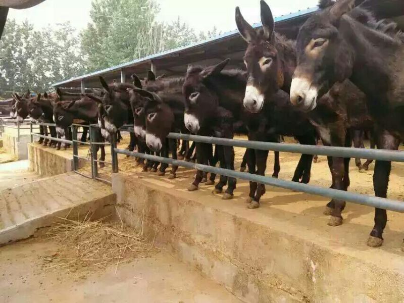 全国免费送货，货到付款，驴苗，德州驴，改良肉驴，关中驴等