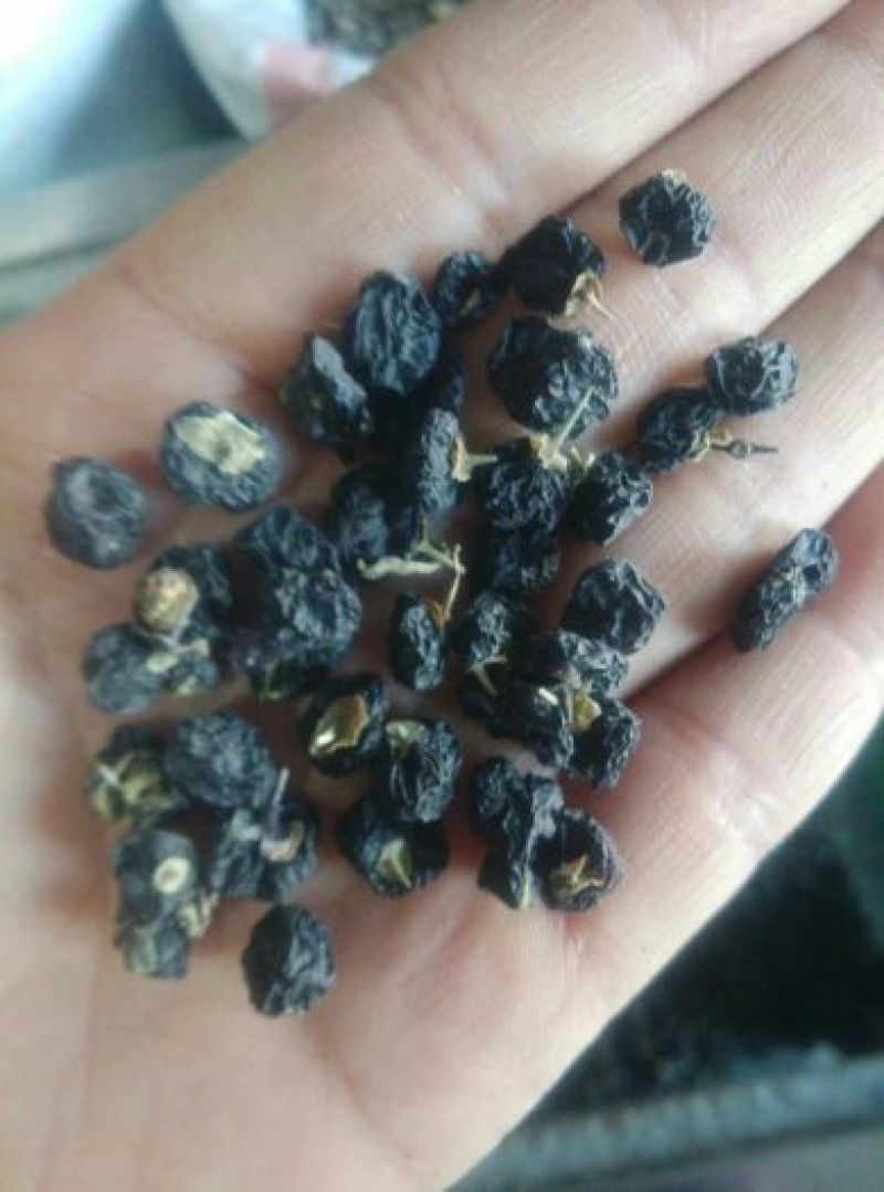 黑枸杞种子
