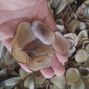 鹿茸干