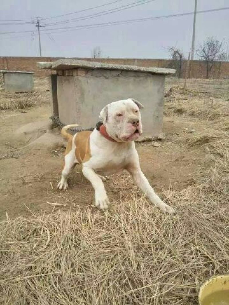 杜高犬，狩猎犬，杜高，送狗笼，狗粮，全国包邮