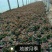 地被月季苗营养袋苗20~30cm