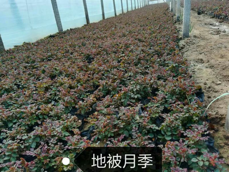 地被月季苗营养袋苗20~30cm