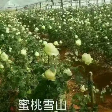 地被月季苗营养袋苗20~30cm