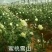 地被月季苗营养袋苗20~30cm