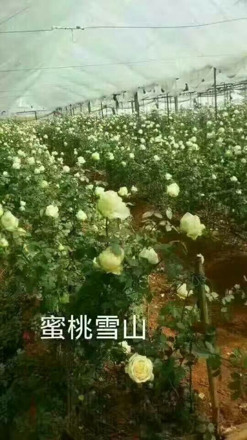 地被月季苗营养袋苗20~30cm