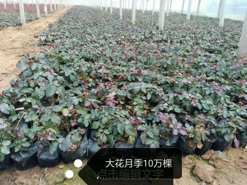 地被月季苗营养袋苗20~30cm