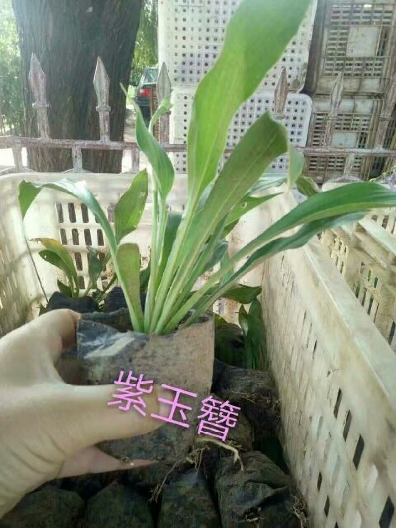 地被月季苗营养袋苗20~30cm