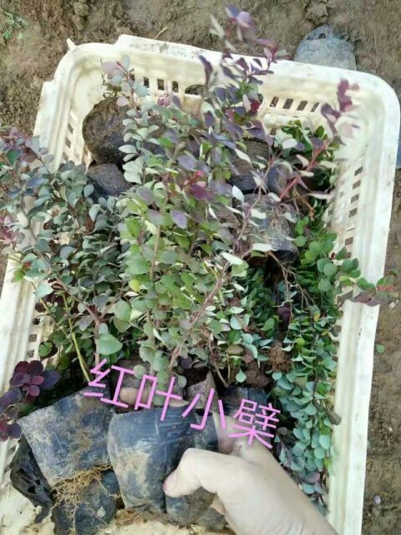 地被月季苗营养袋苗20~30cm