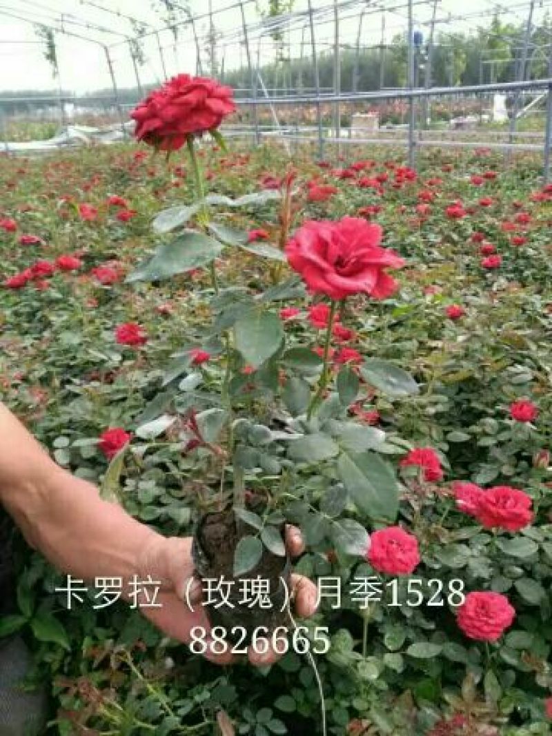 地被月季苗营养袋苗20~30cm