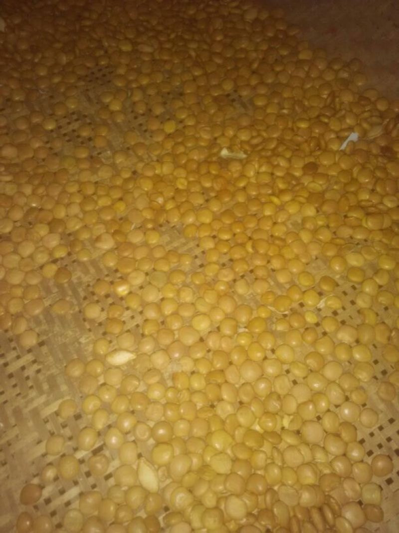 凉薯500~1000g