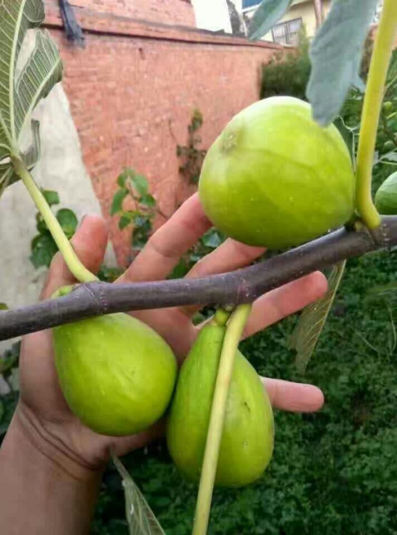 新品种无花果树苗大青皮布兰瑞克波姬红包邮