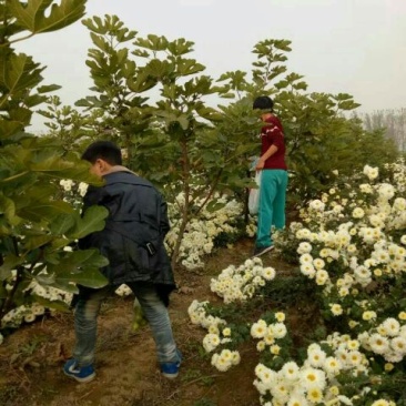 杭州白菊散装