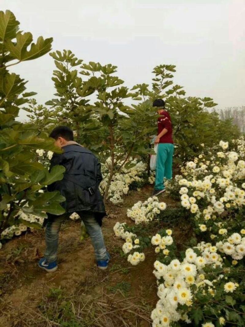 杭州白菊散装