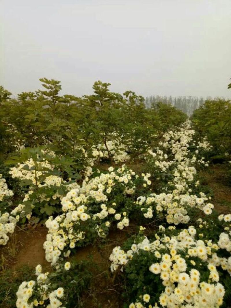 杭州白菊散装