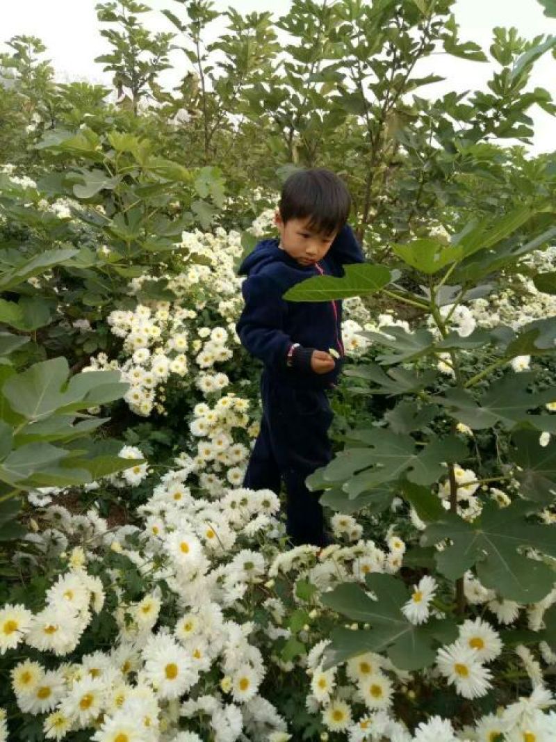 杭州白菊散装