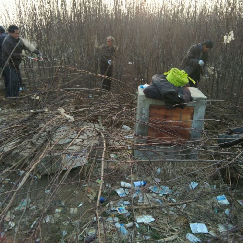 红叶李，各种规格红叶李，保证质量，也可以占地使用，