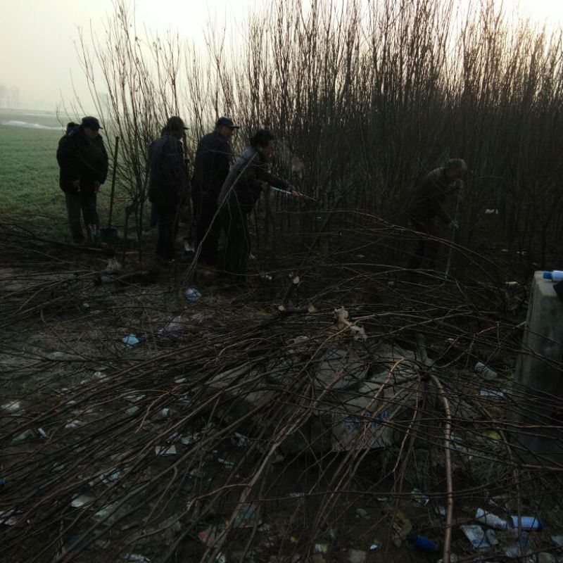 红叶李，各种规格红叶李，保证质量，也可以占地使用，