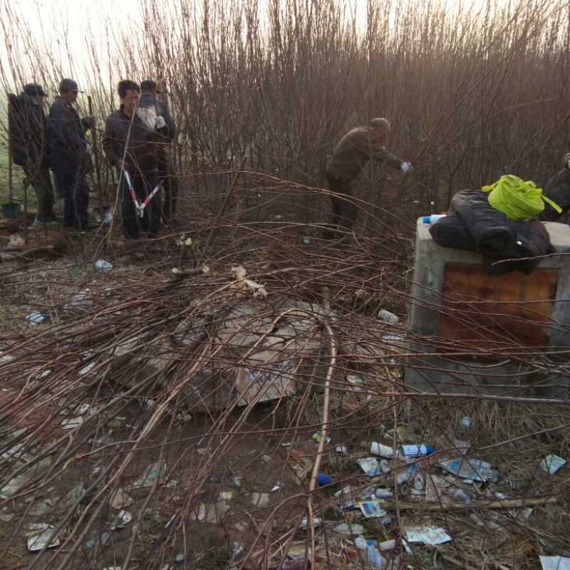 红叶李，各种规格红叶李，保证质量，也可以占地使用，