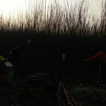 红叶李，各种规格红叶李，保证质量，也可以占地使用，