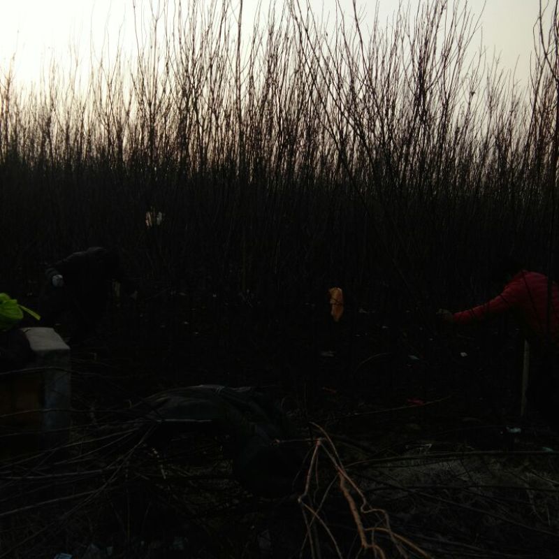 红叶李，各种规格红叶李，保证质量，也可以占地使用，