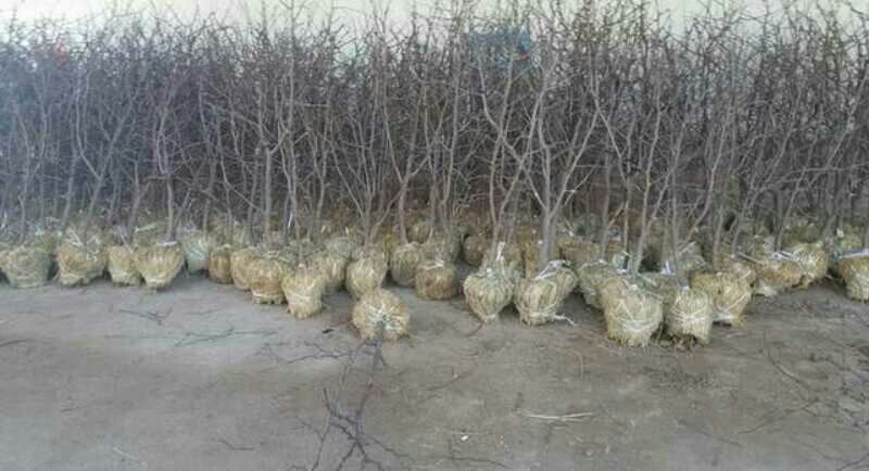 山东小枣苗金丝枣苗基地直供包成活量大可视频看货