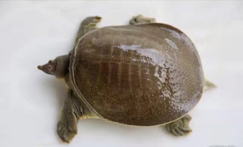 生态甲鱼