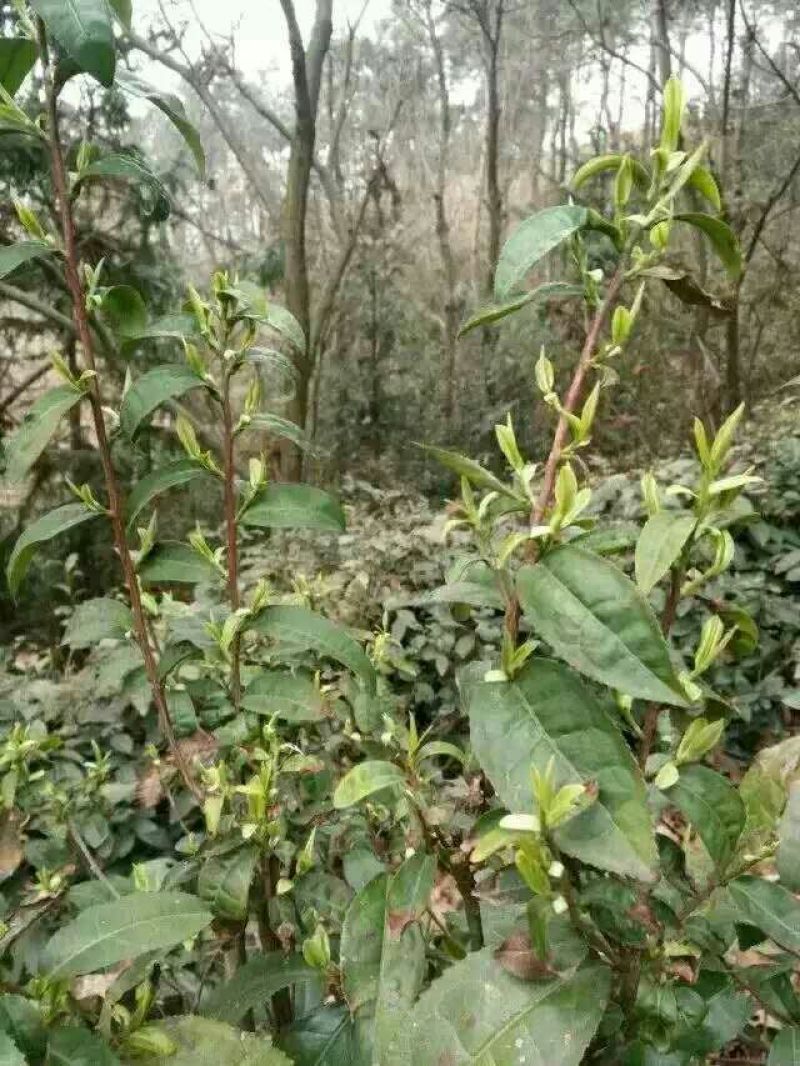 大悟绿茶
