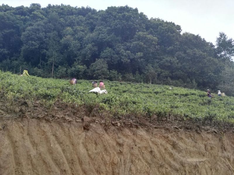古树茶二级