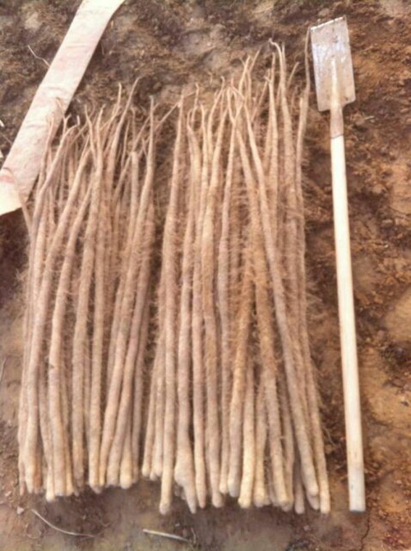 铁棍山药2~3厘米特级通货70~90厘米