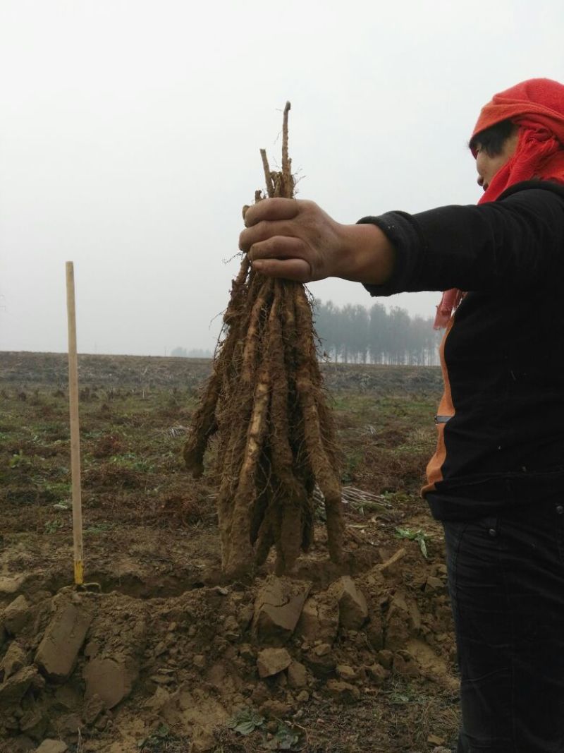 铁棍山药2~3厘米特级通货70~90厘米
