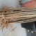 红油香椿苗80cm以上大棚